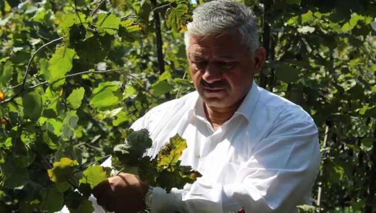 Kahverengi kokarca zararı nedeniyle fındık üreticileri mağdur