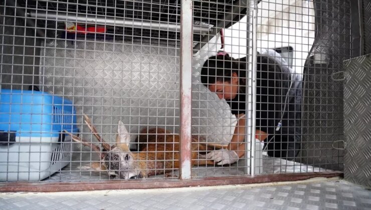 Ordu’da aracın çarptığı karaca tedavi altına alındı