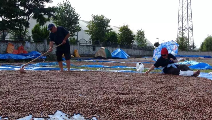 Ordu’da Fındık Hasadı Tamamlandı, Kurutma ve Seçme İşlemleri Devam Ediyor