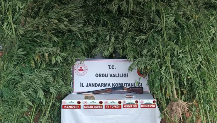 Ordu’da uyuşturucu madde imal ve ticareti yapan şüpheli gözaltına alındı